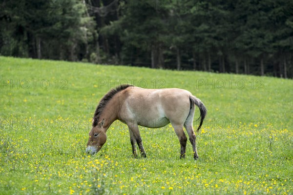 Przewalski horse