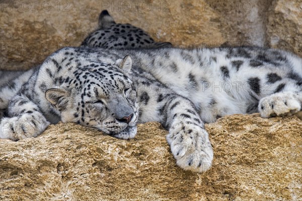 Snow leopard