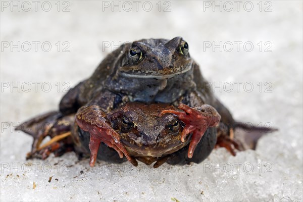 European common brown frogs