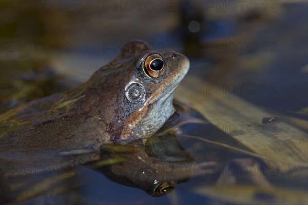 Moor Frog