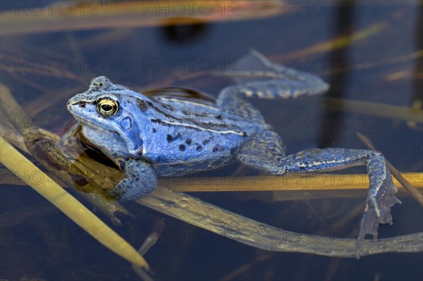 Moor Frog