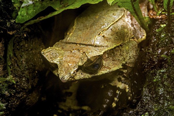 Long-nosed horned frog