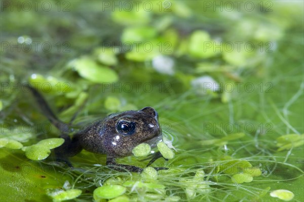 Common frog