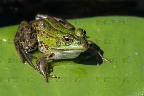 Edible frog