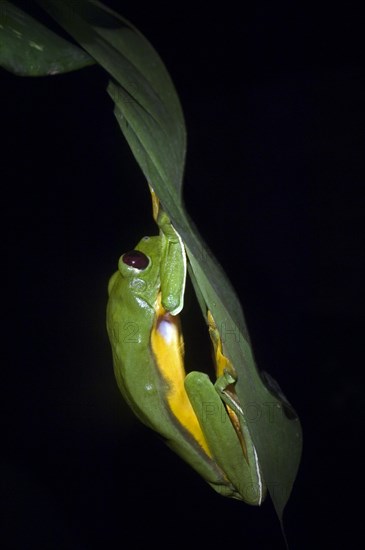 Gliding tree frog