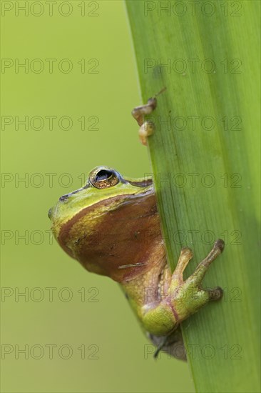 European tree frog