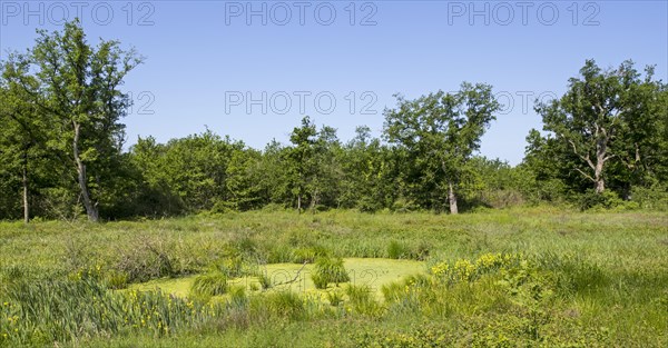 Toad pond