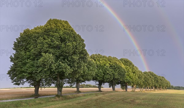 Double rainbow and silver linden