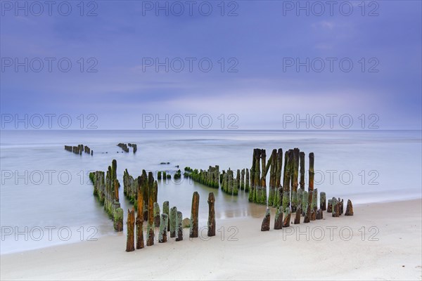 Remnant of old weathered wooden groyne