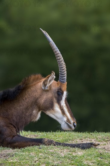 Southern sable antelope