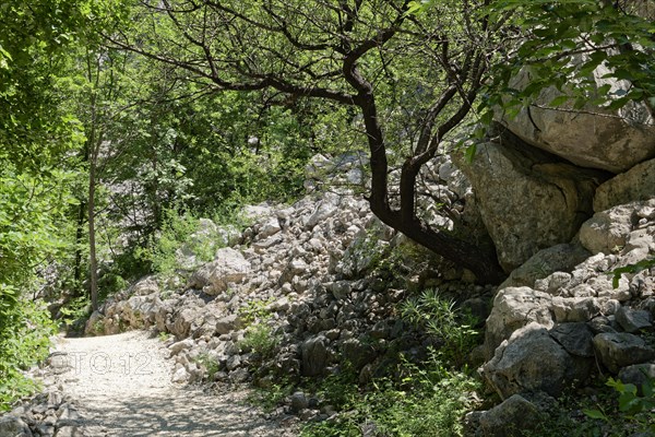 Natural hiking trail through the forest in Paklenica National Park in northern Dalmatia. Paklenica Starigrad