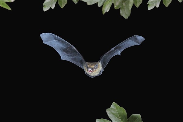 Common pipistrelle