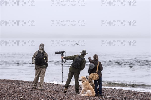 Wildlife photographers and whale watchers spotting bottlenose dolphin at Chanonry Point in the fog
