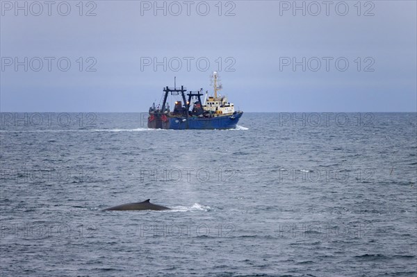 Fin whale