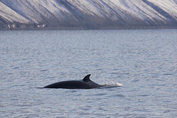 Northern minke whale