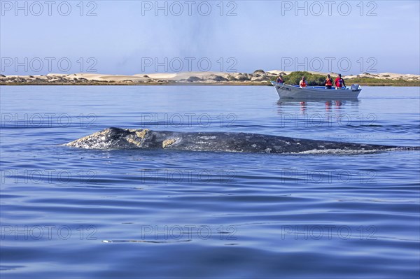 Tourists in tourist boat watching Pacific gray whale