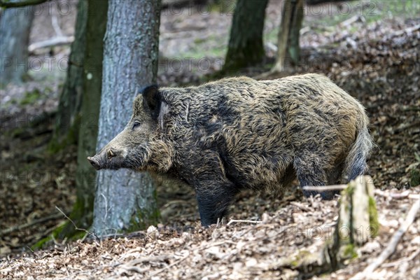 Wild boar