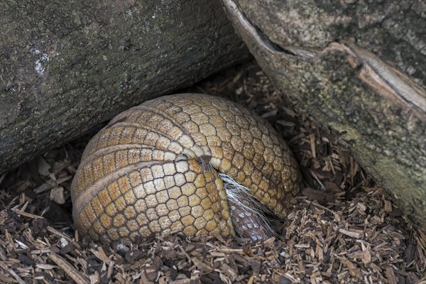 Southern three-banded armadillo