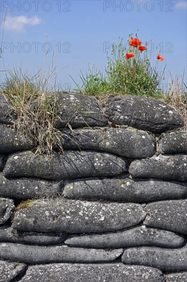 Poppies growing on sandbags at the Dodengang