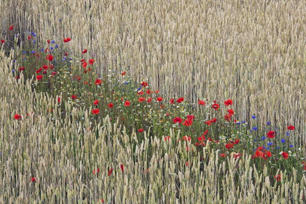 Common Poppies