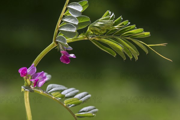 Common vetch