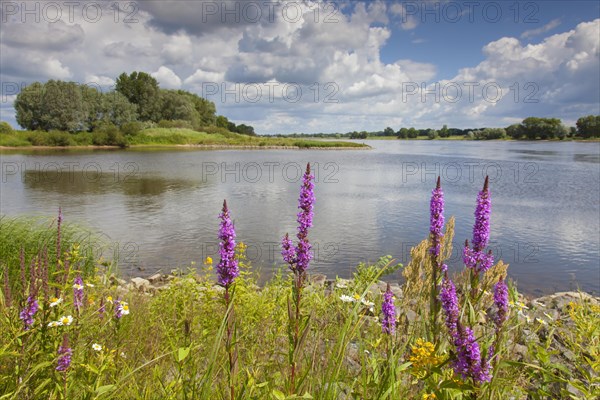 Purple loosestrife