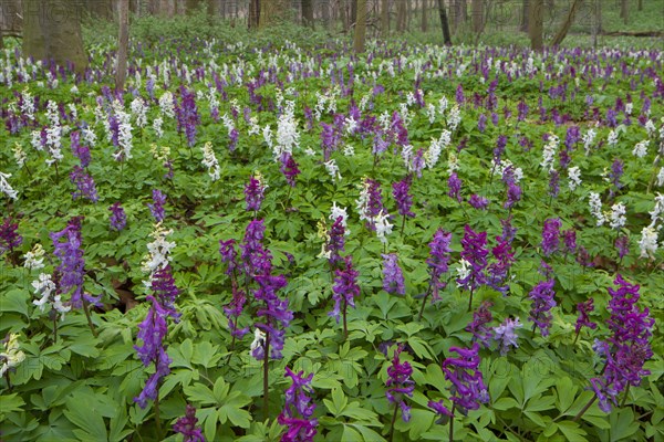 Bulbous Corydalis