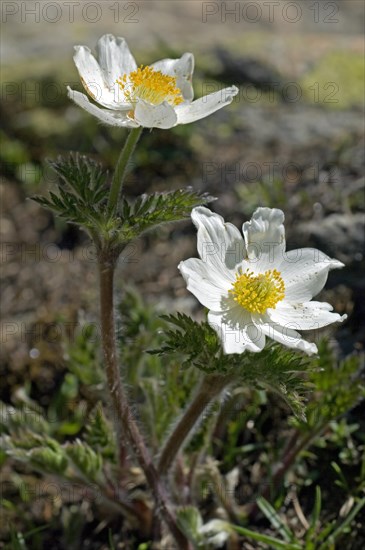 Alpine pasqueflower