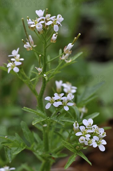 Wood Bittercress