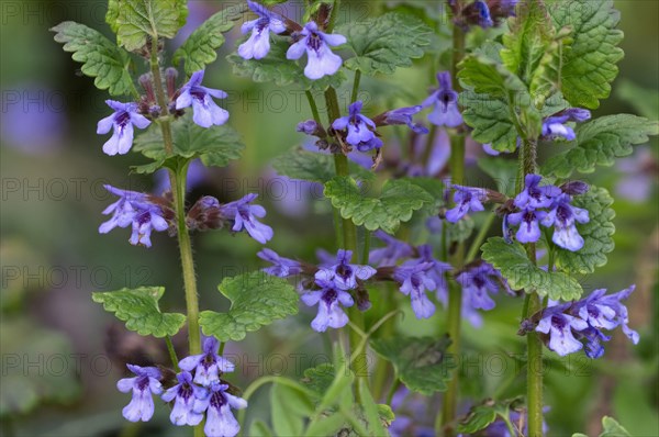 Ground ivy