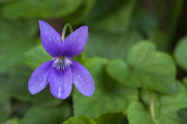 Wood violet