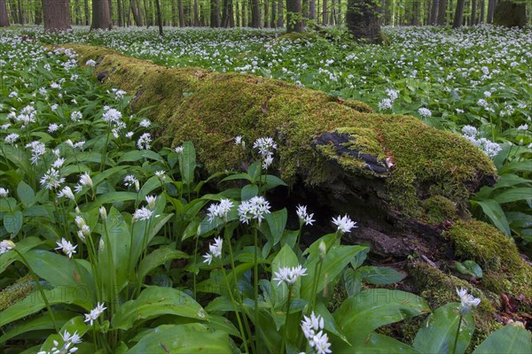 Rotten moss covered fallen log and wood garlic