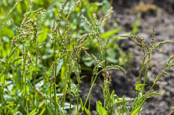 Common sorrel