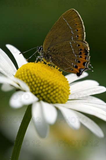 Black hairstreak