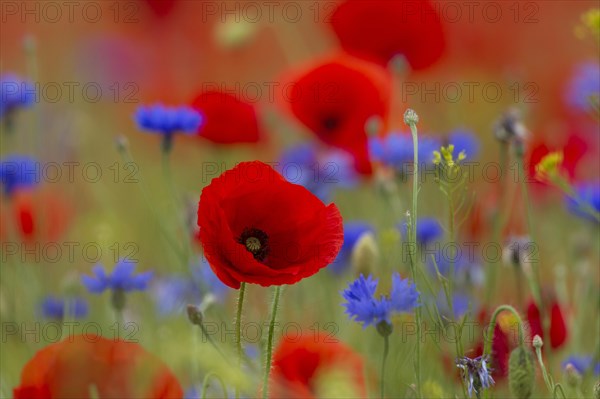 Corn poppies