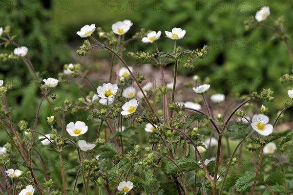 Rock cinquefoil