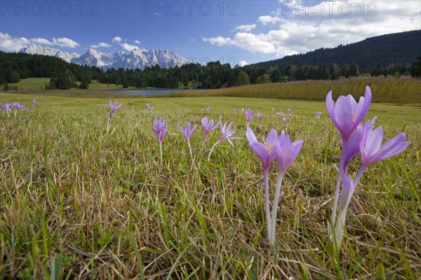 Spring crocuses