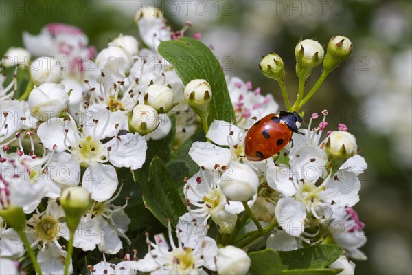 Seven-spot ladybird