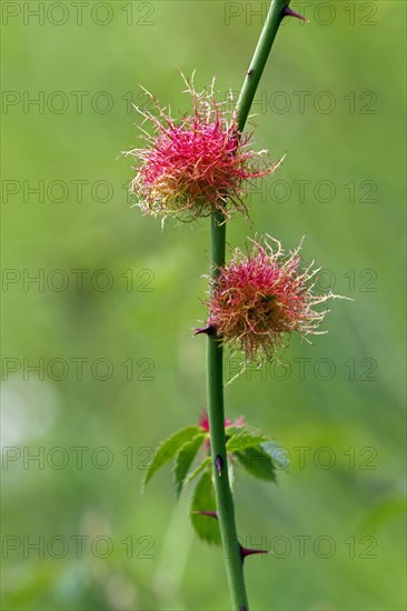 Rose bedeguar gall