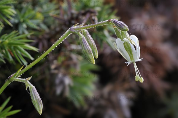 Nottingham catchfly