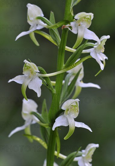 Greater butterfly orchid