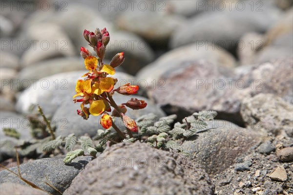 Colourful flowers on Isla de los Pescadores