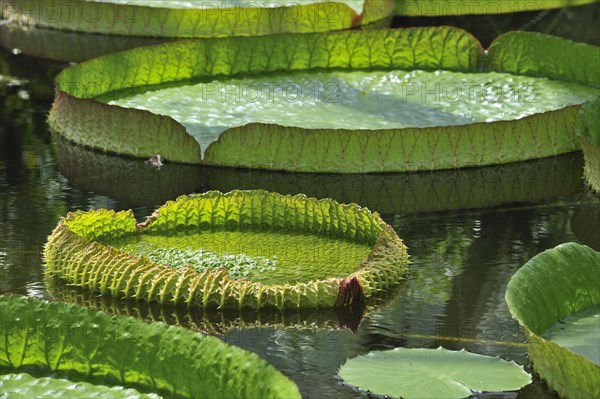 Giant water lily pads