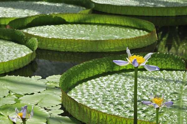 Australian water lily