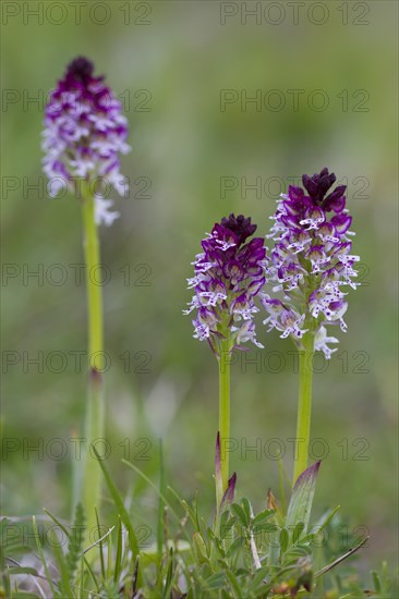 Burnt orchids