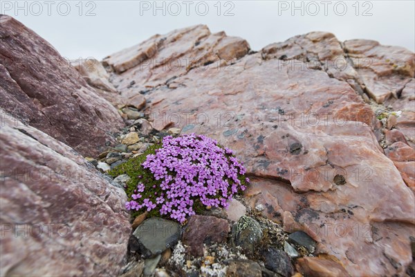 Moss campion