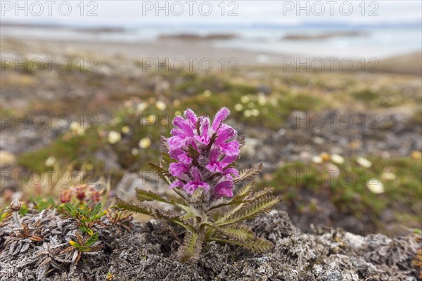 Woolly lousewort