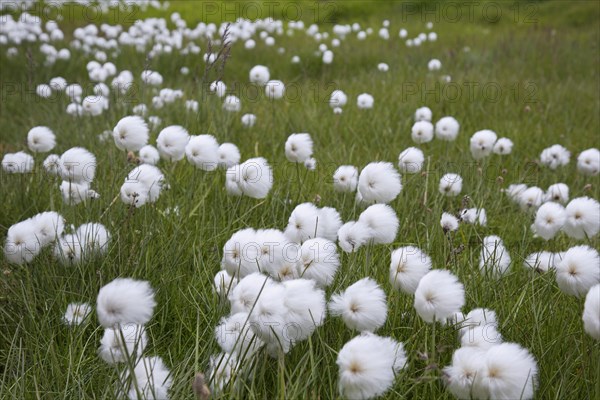 Polar White Cottongrass