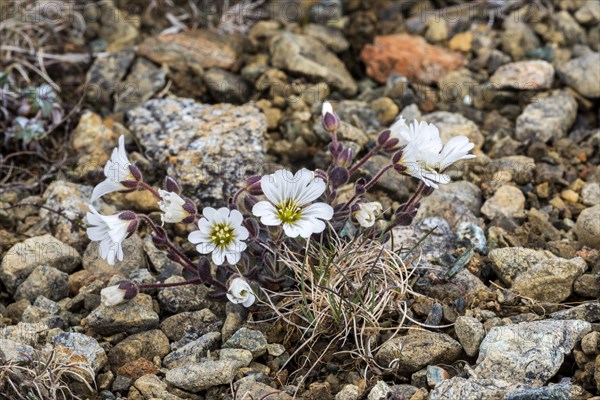 Shetland Mouse-eared Chickweed