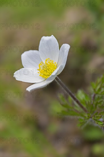 Alpine pasqueflower